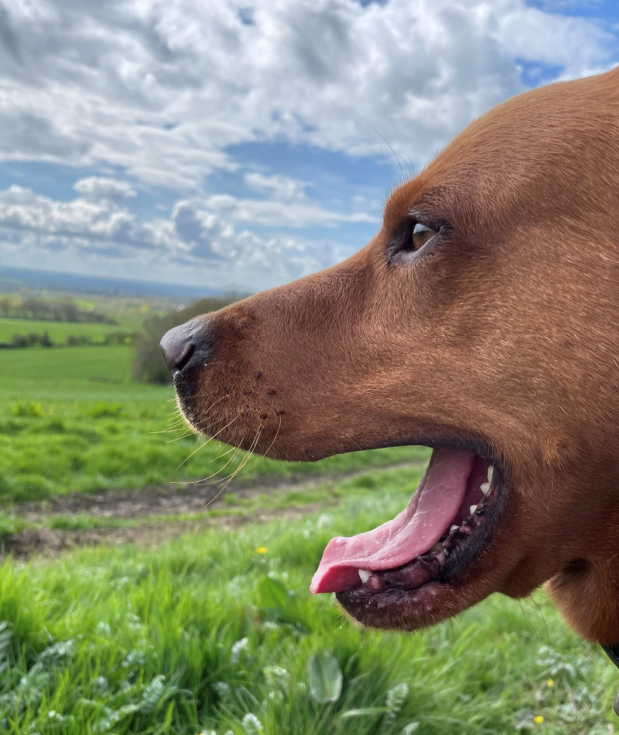 Fox Red Labrador enjoying the Fonthill Estate