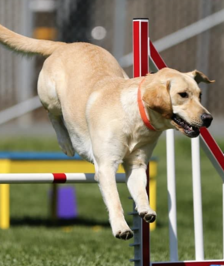 Yellow Labrador at the Fonthill Dog Show