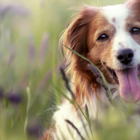 Fonthill Dog Show