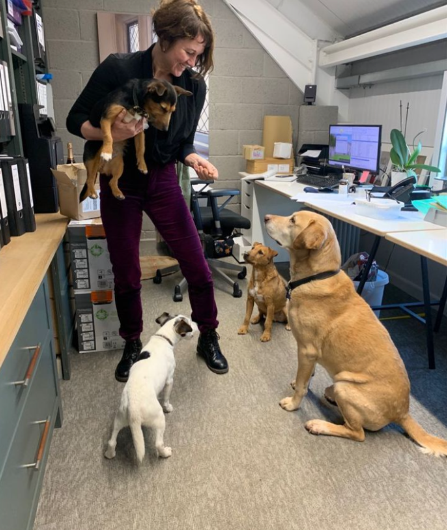 Guild Anderson dogs